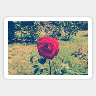 Vintage Rose Sticker